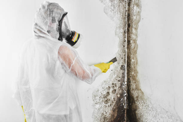 Best Mold Damage Repair  in Tahoka, TX