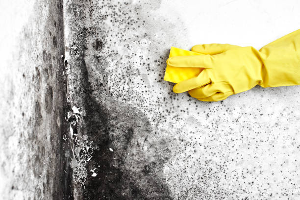 Best Mold Cleaning Services  in Tahoka, TX