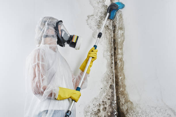 Best Home Mold Removal  in Tahoka, TX