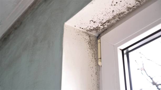 Best Mold Removal Process  in Tahoka, TX