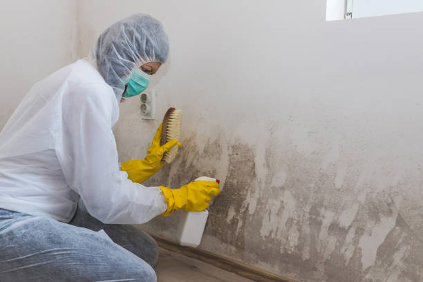 Best Affordable Mold Removal  in Tahoka, TX