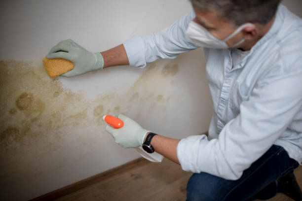 Mold Removal Process in Tahoka, TX