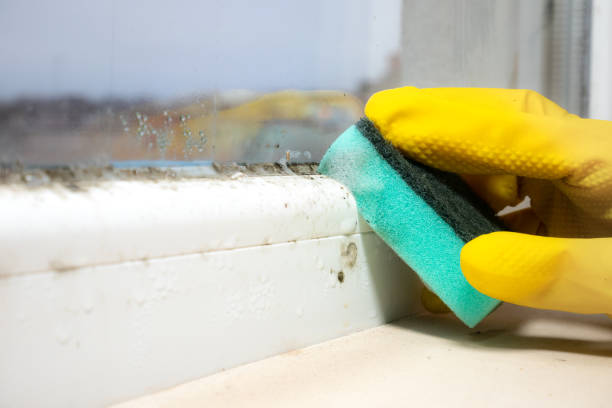 Best Toxic Mold Removal  in Tahoka, TX