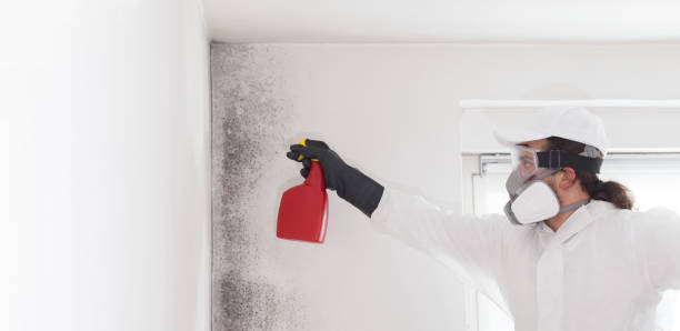 Best Toxic Mold Removal  in Tahoka, TX