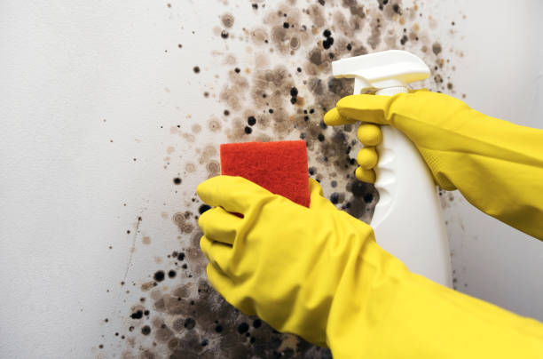 Best Commercial Mold Removal  in Tahoka, TX