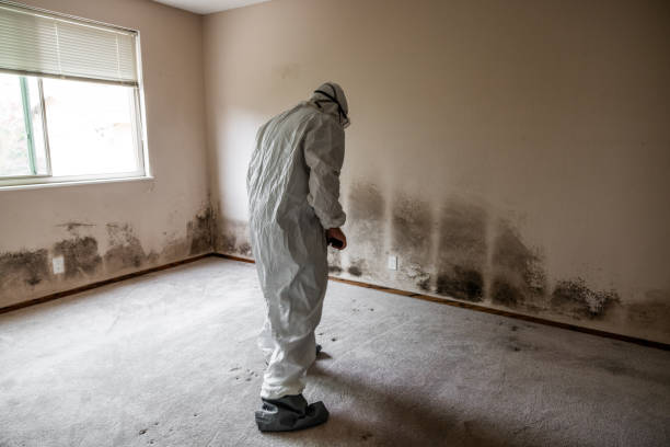 Best Crawl Space Mold Removal  in Tahoka, TX